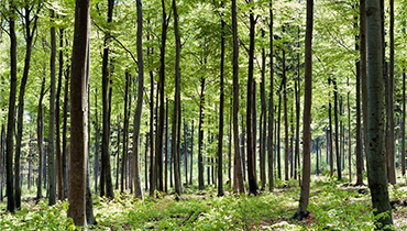 本溪林業(yè)GPS巡護管理